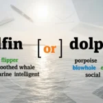 dolfin or dolphin